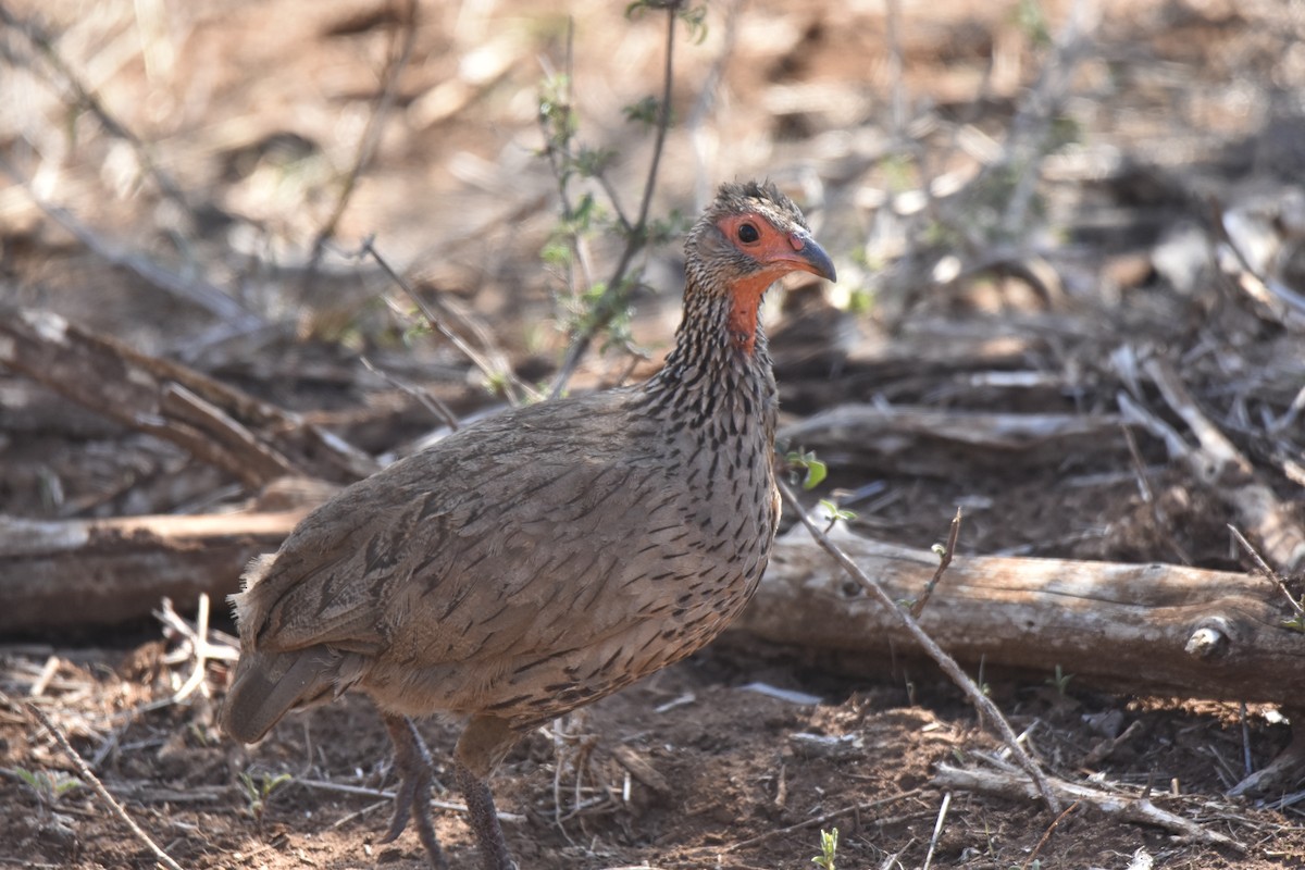 Dere Turacı - ML644286123