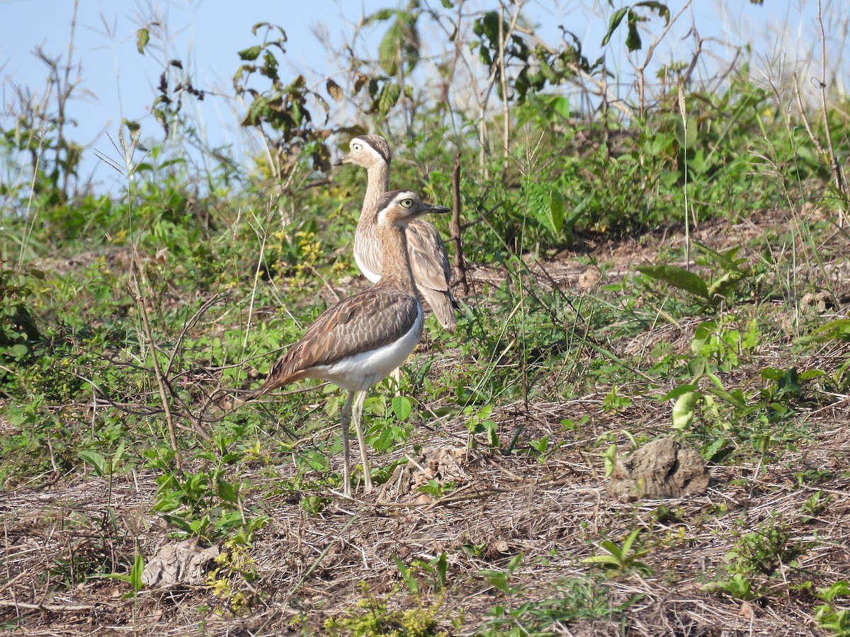 Double-striped Thick-knee - ML644286149