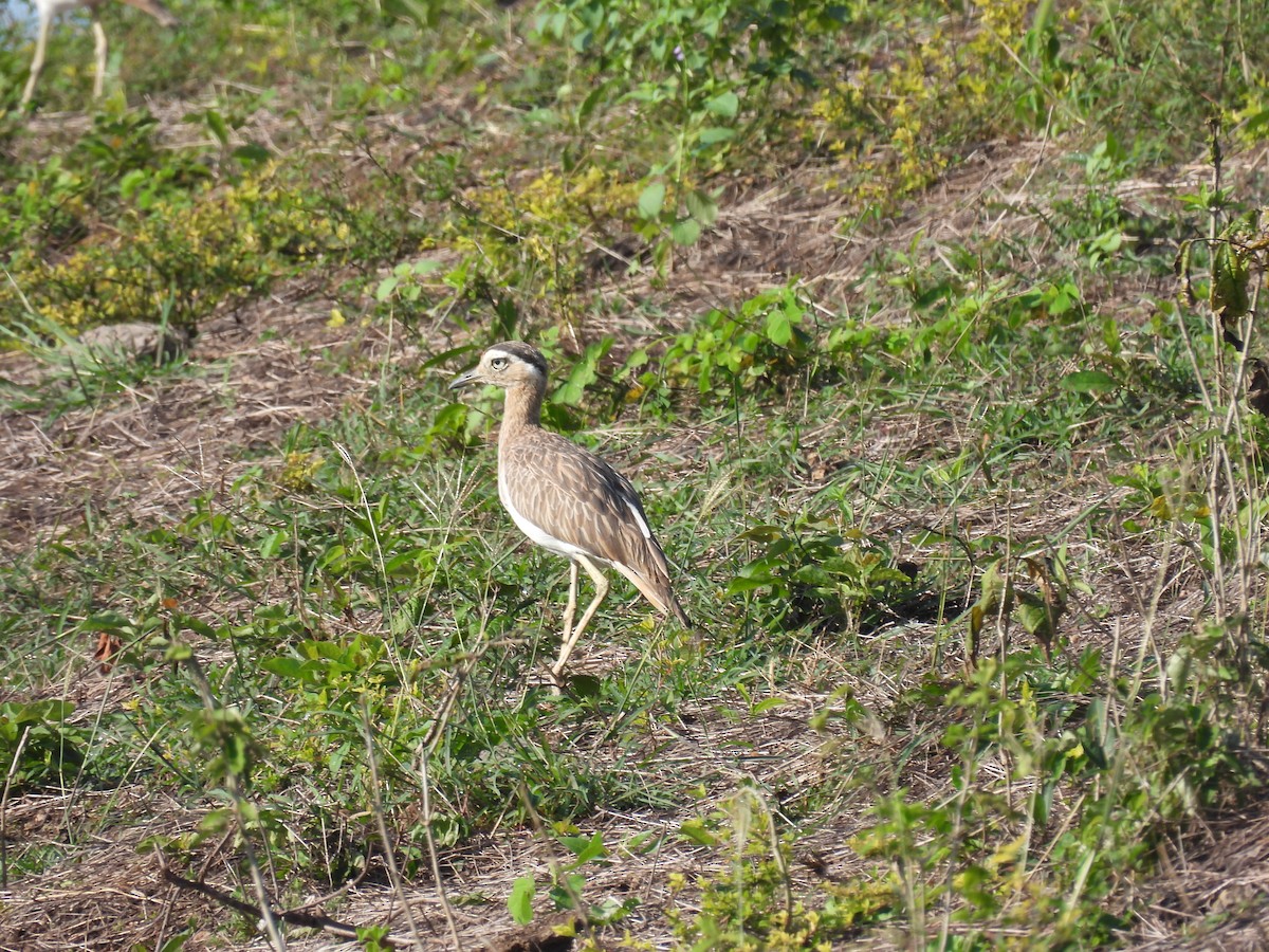 Double-striped Thick-knee - ML644286150