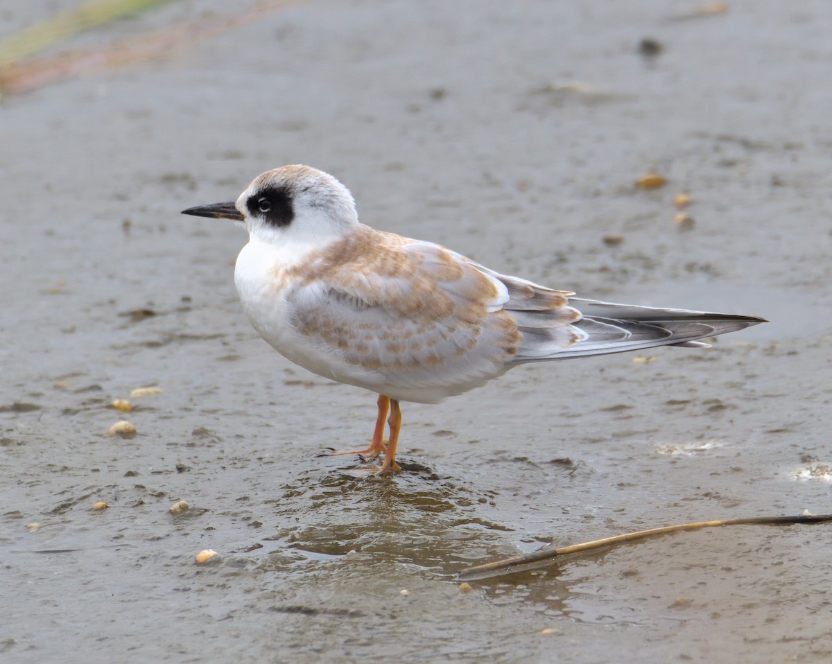 Крячок неоарктичний - ML644286162