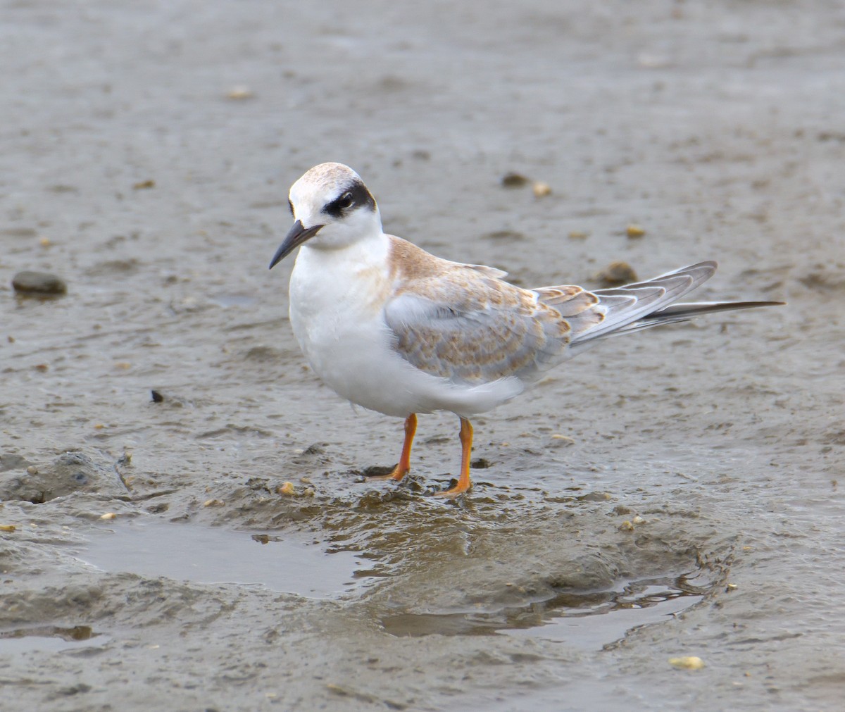 Крячок неоарктичний - ML644286163