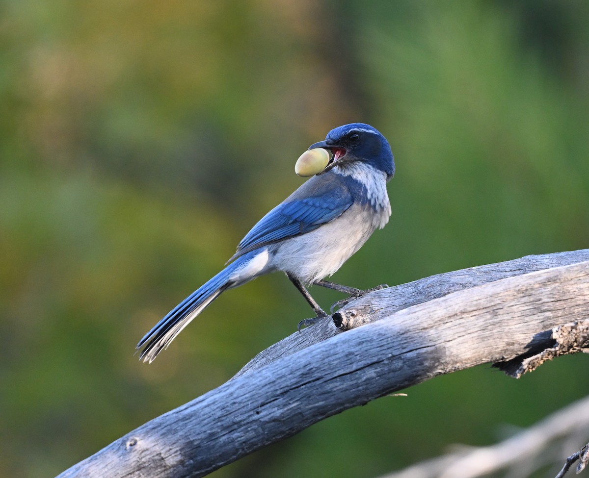 California Scrub-Jay - ML644286174