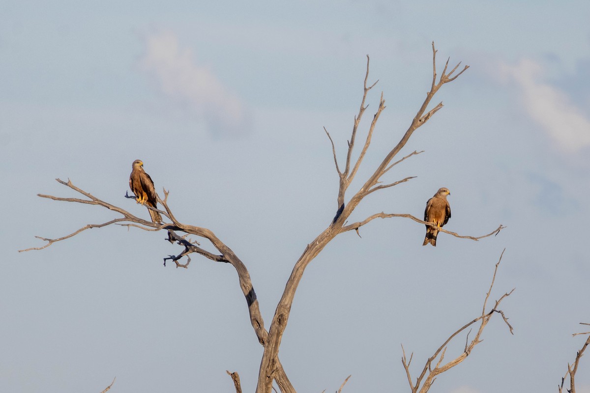 דיה שחורה (מערבית) - ML644286175