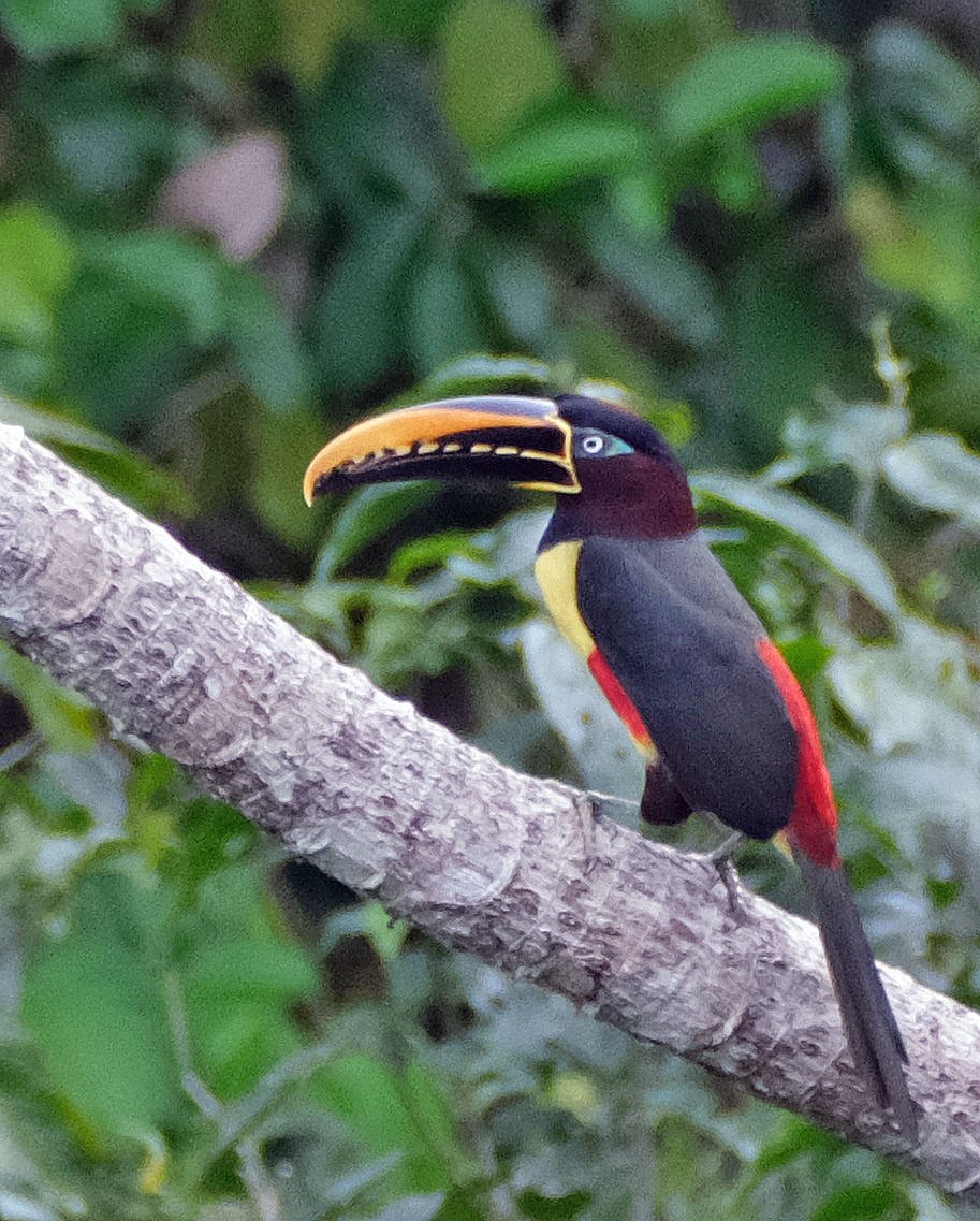 Braunohrarassari - ML644286176