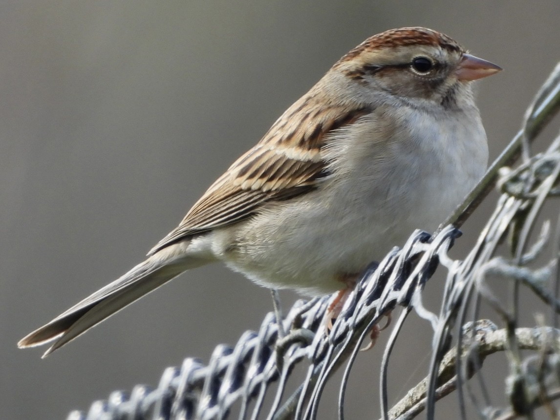 Chipping Sparrow - ML644286178