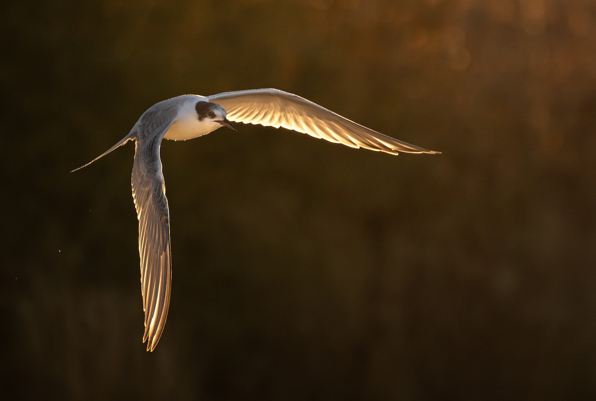 Common Tern - ML644286179