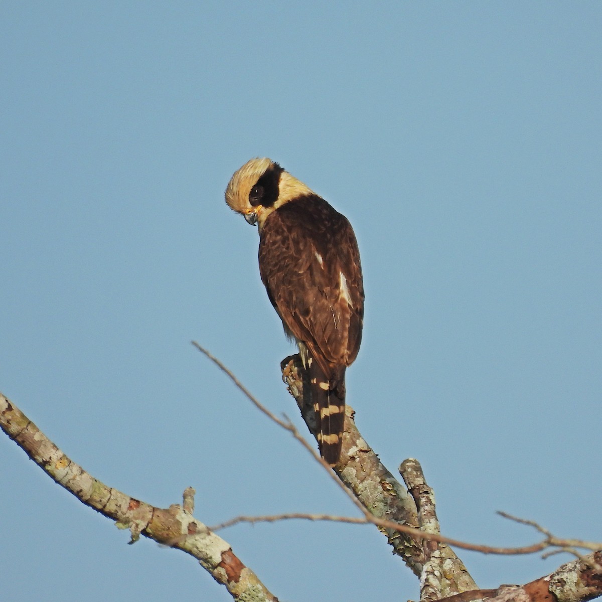 Laughing Falcon - ML644286184