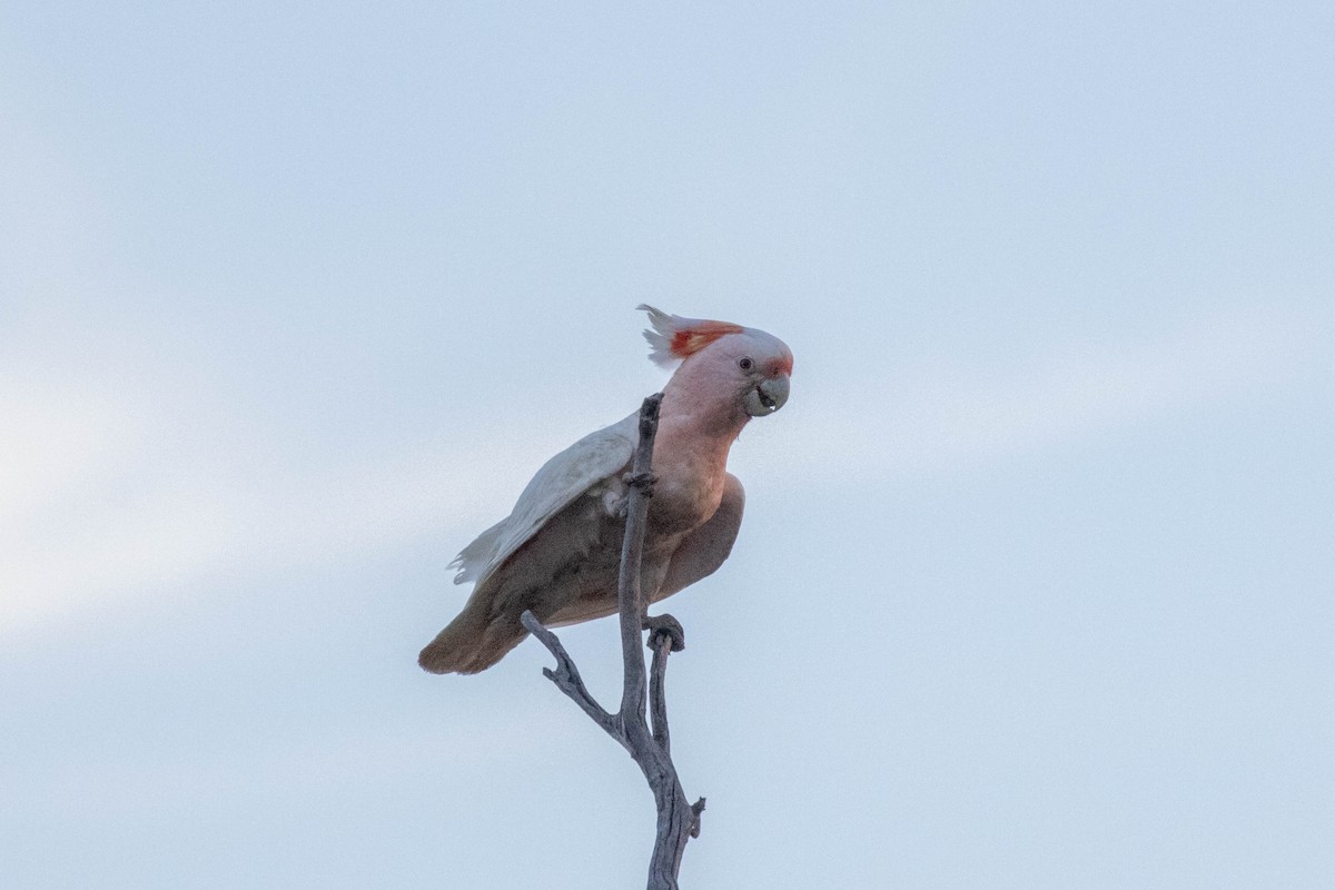 Pink Cockatoo - ML644286192
