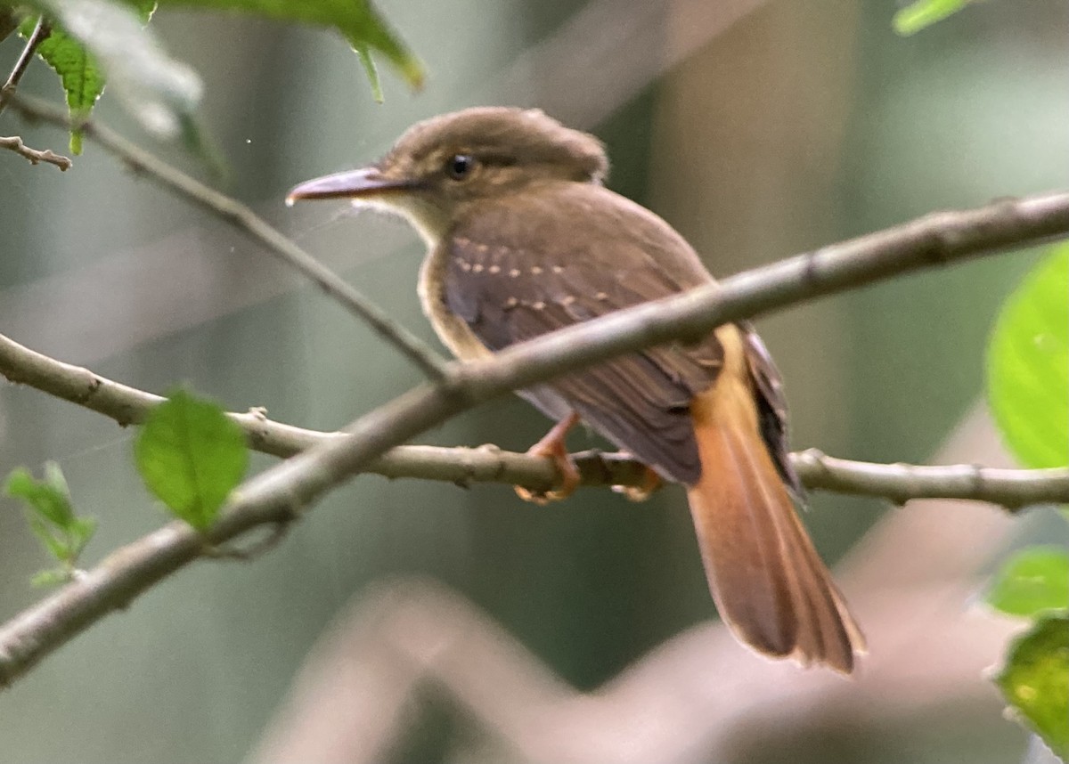 Tropical Royal Flycatcher - ML644286194