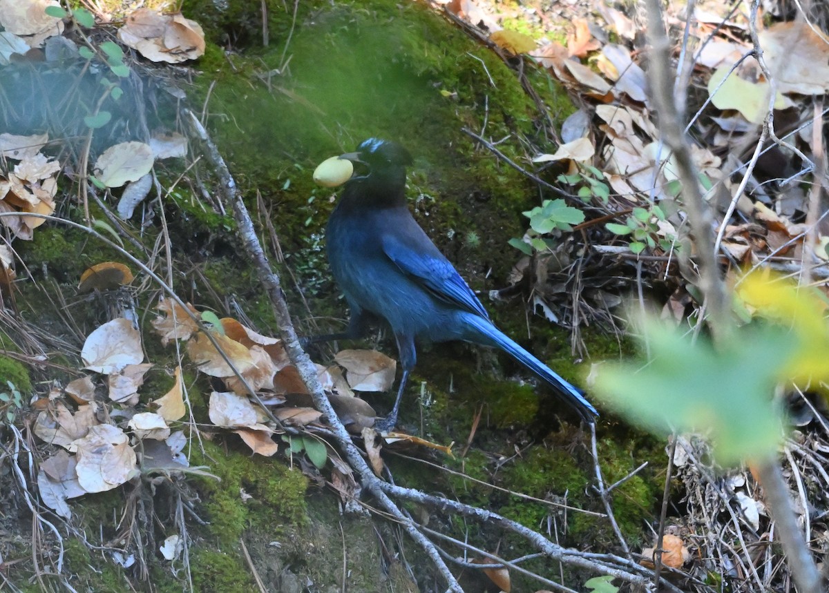 Стеллерова сойка [группа stelleri] - ML644286200