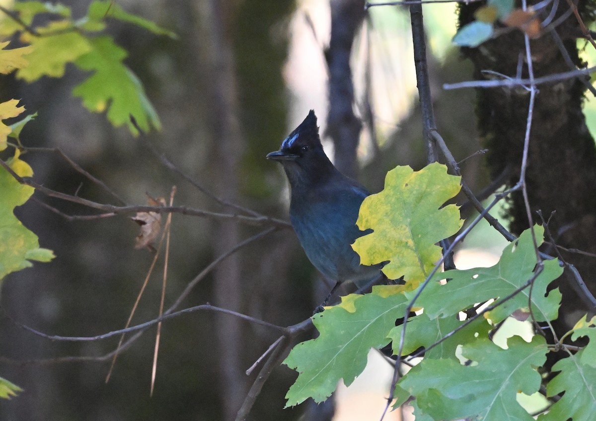 Стеллерова сойка [группа stelleri] - ML644286201