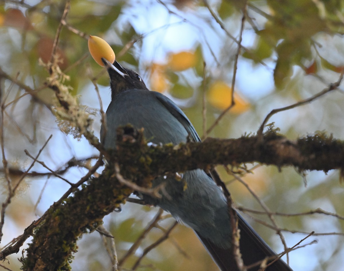 Стеллерова сойка [группа stelleri] - ML644286202