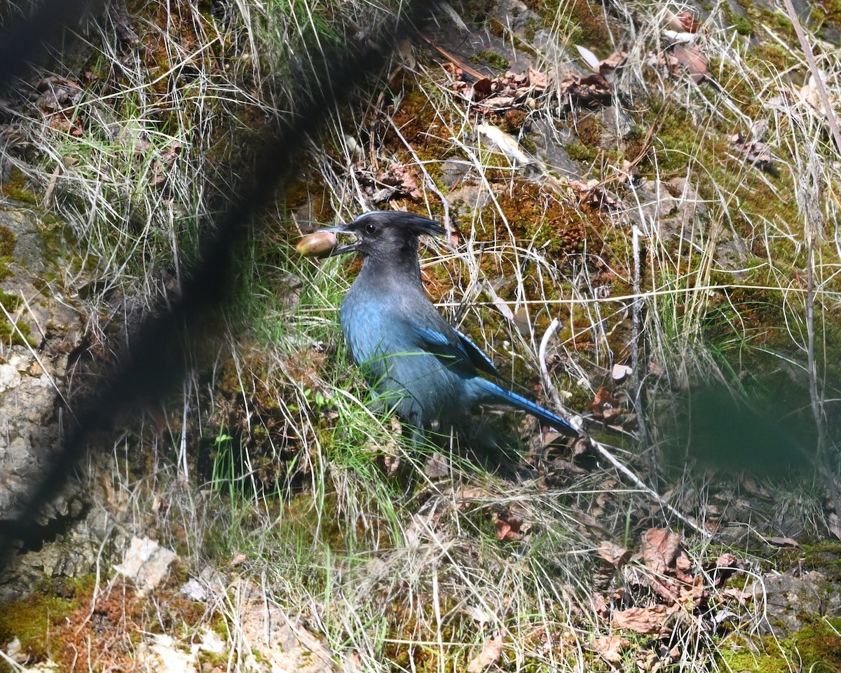 Стеллерова сойка [группа stelleri] - ML644286203