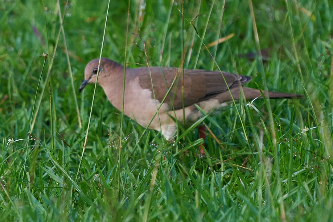 White-tipped Dove - ML644286212