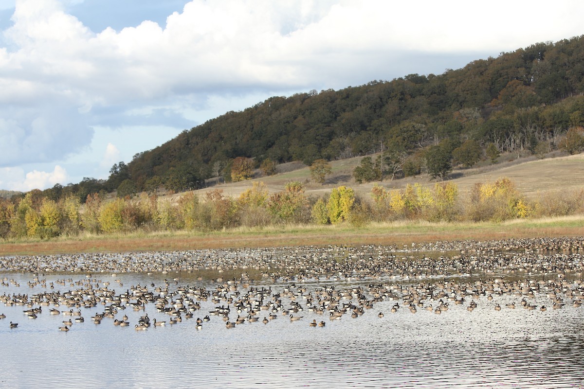 Cackling Goose - ML644286226