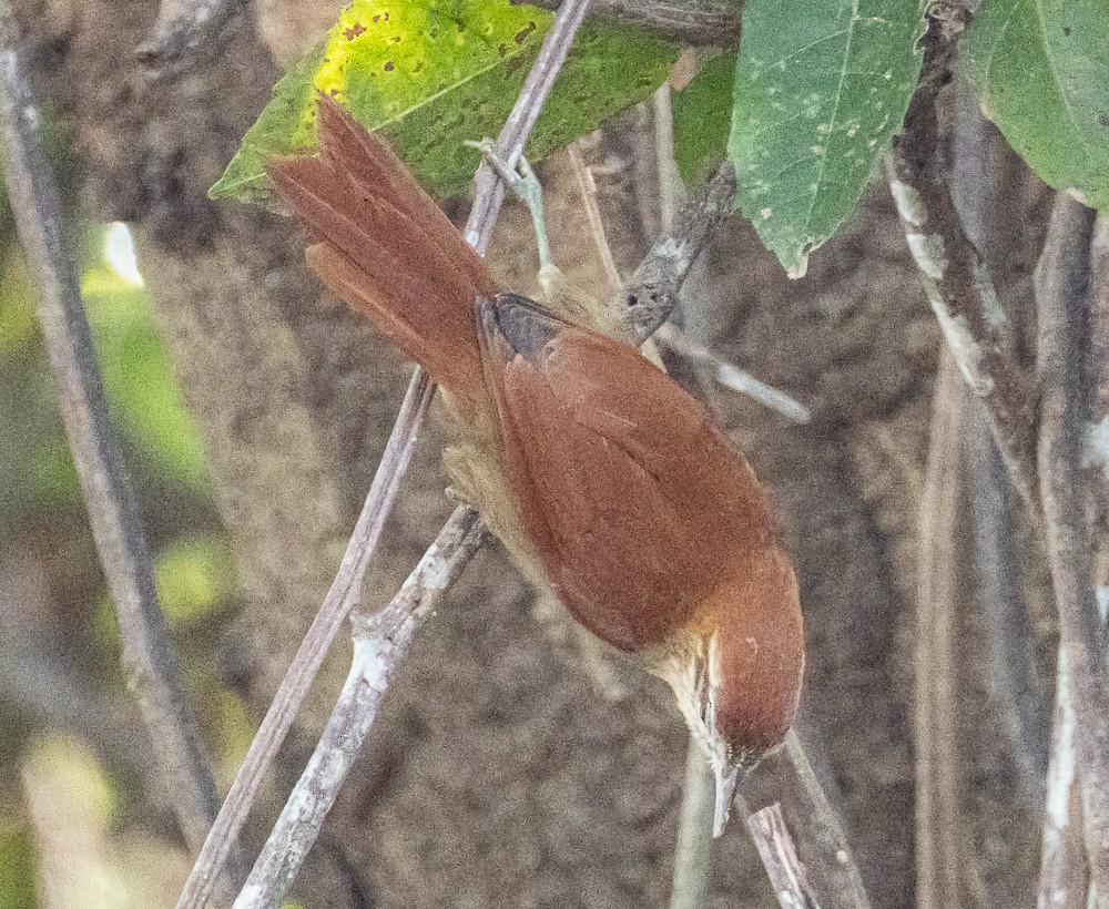 Rusty-backed Spinetail - ML644286246