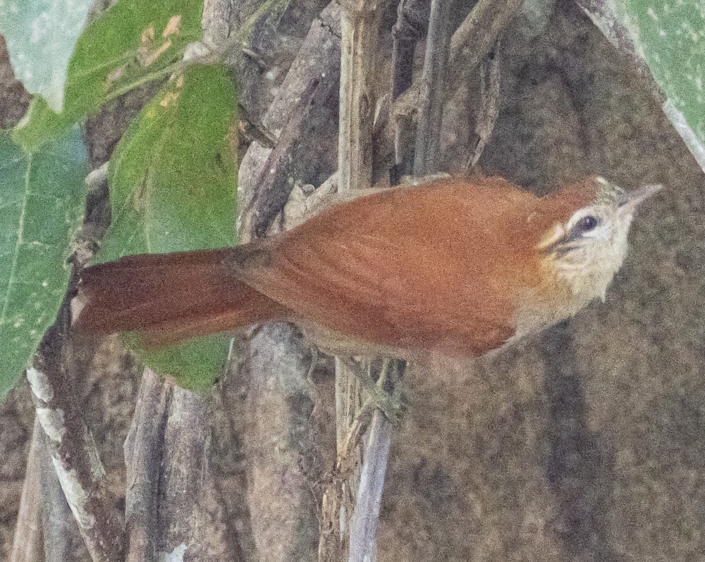 Rusty-backed Spinetail - ML644286247