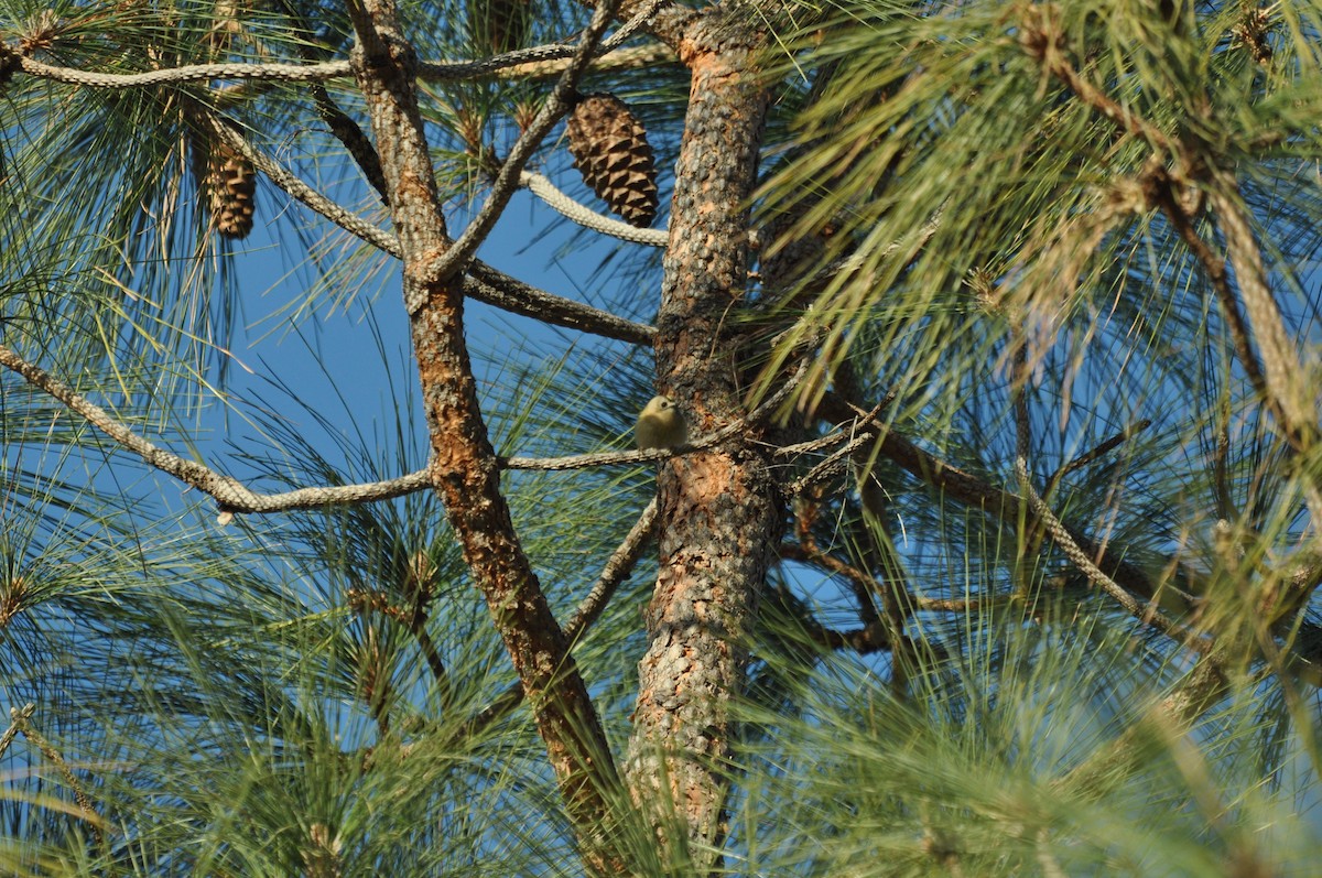 fuglekonge (teneriffae) (kanarifuglekonge) - ML644286248