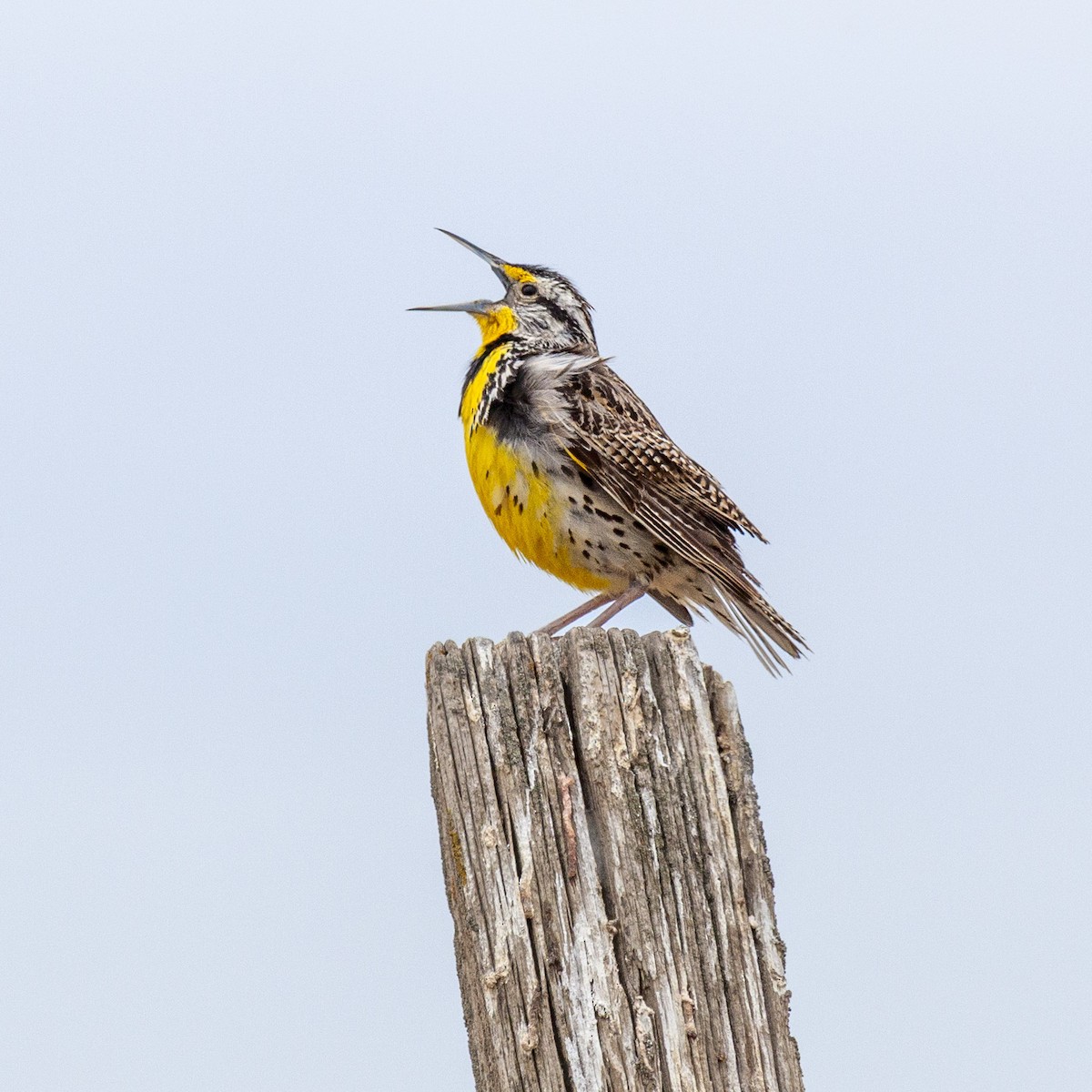 prærielerketrupial - ML644286249