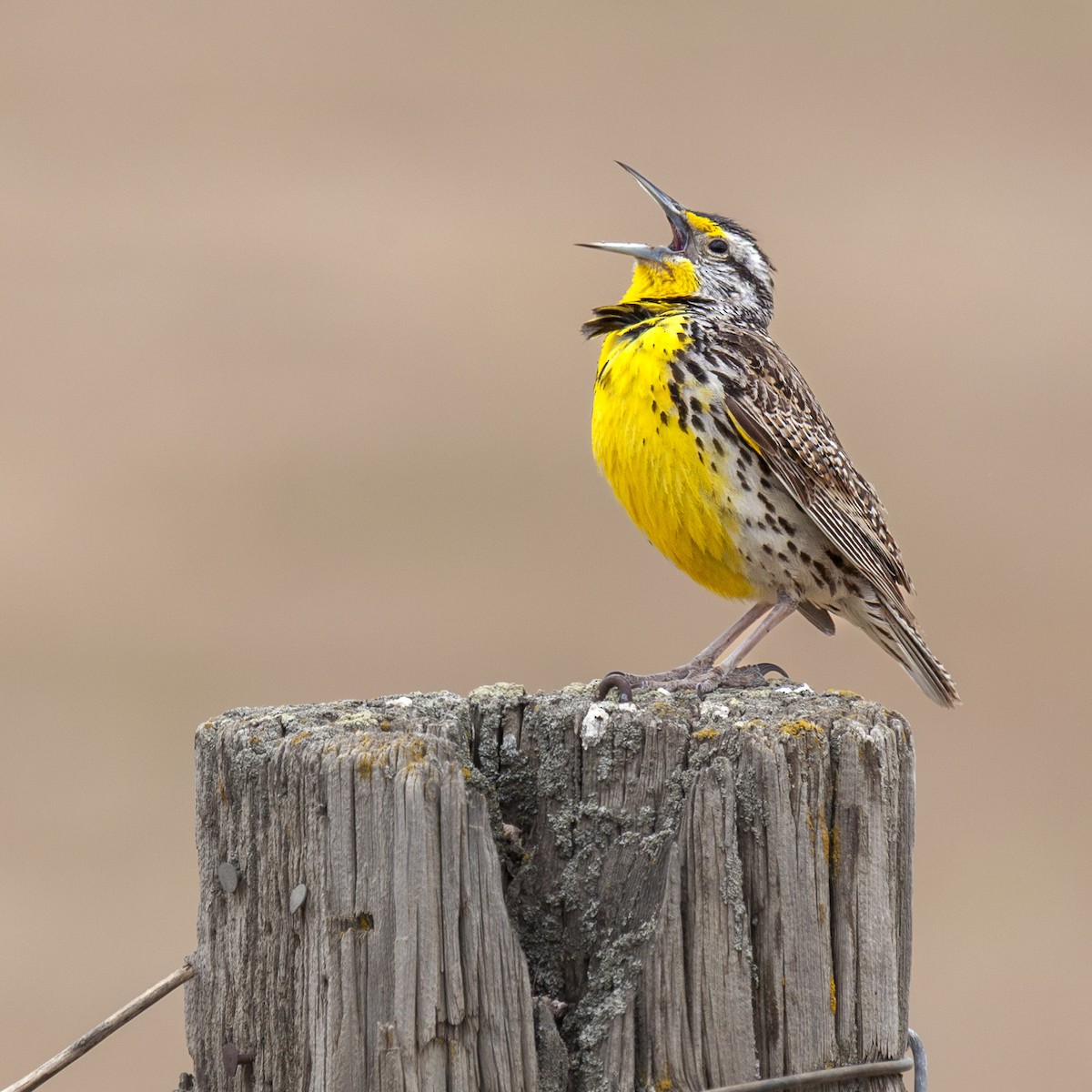 prærielerketrupial - ML644286250