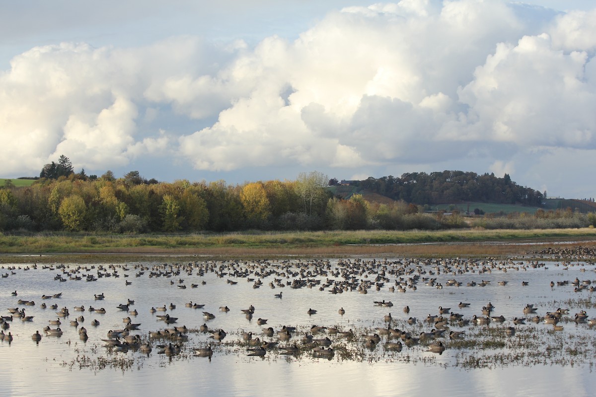 Cackling Goose - ML644286254