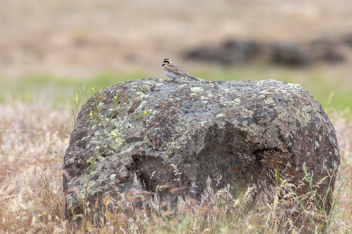 Alondra Cornuda - ML644286259