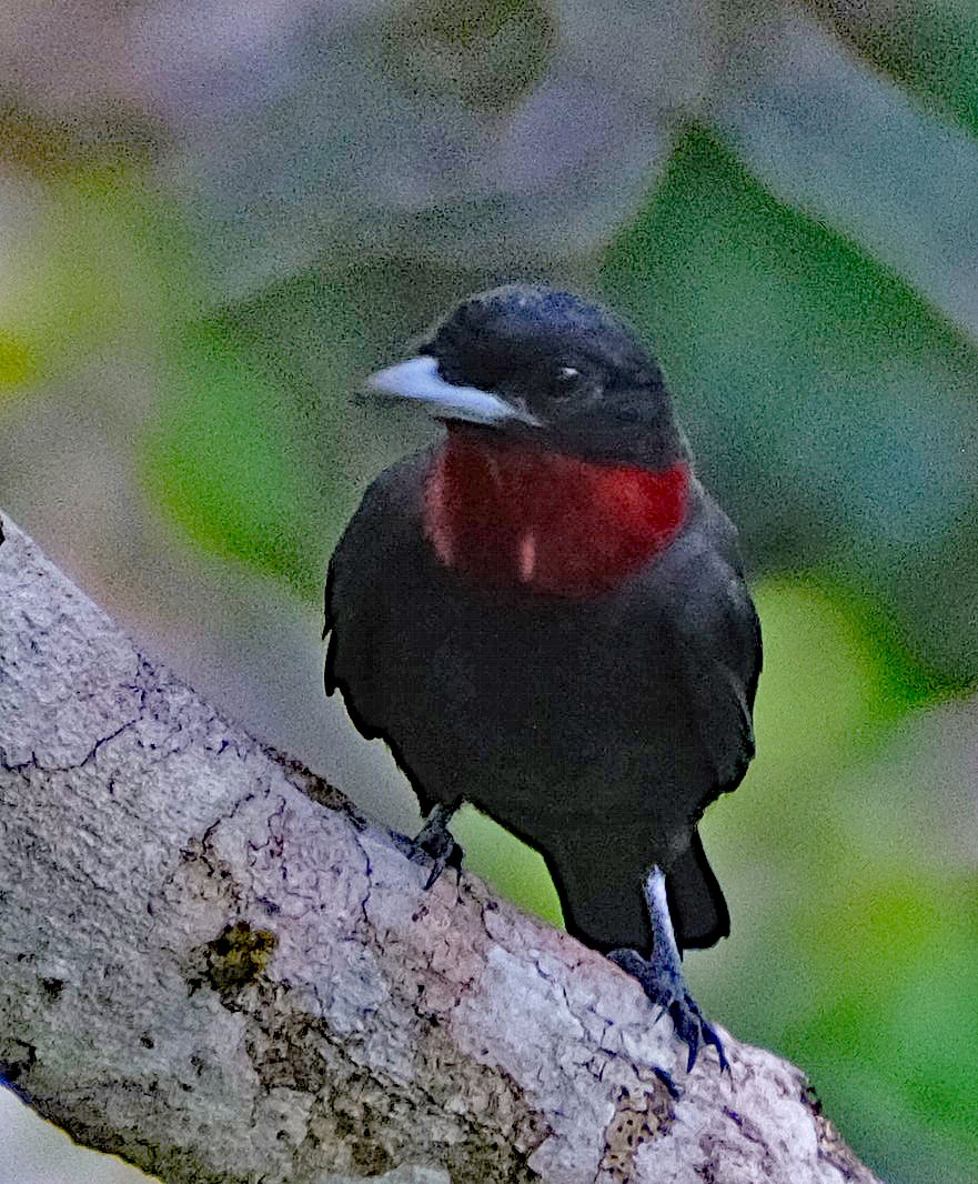 Purple-throated Fruitcrow - ML644286267