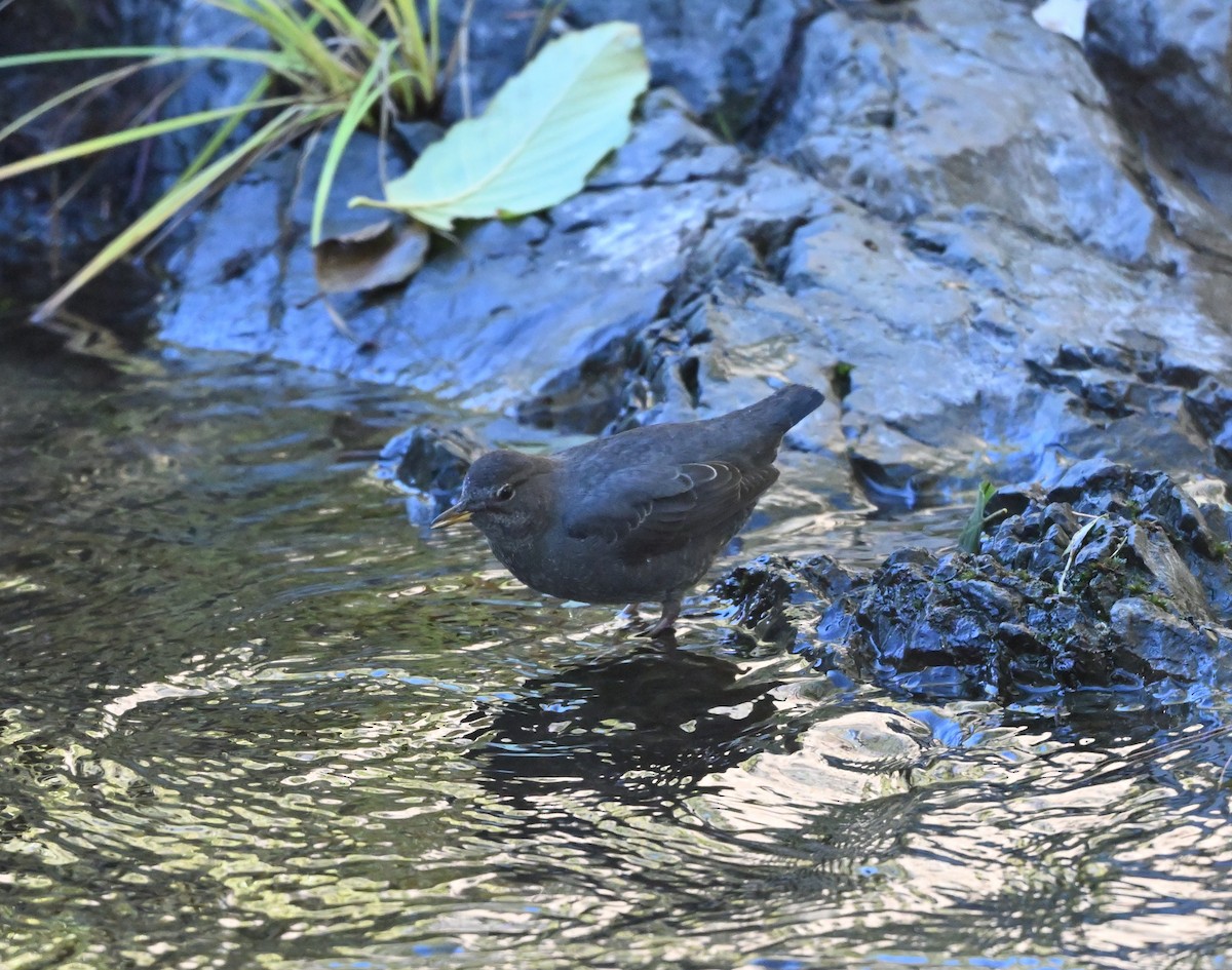 American Dipper - ML644286272
