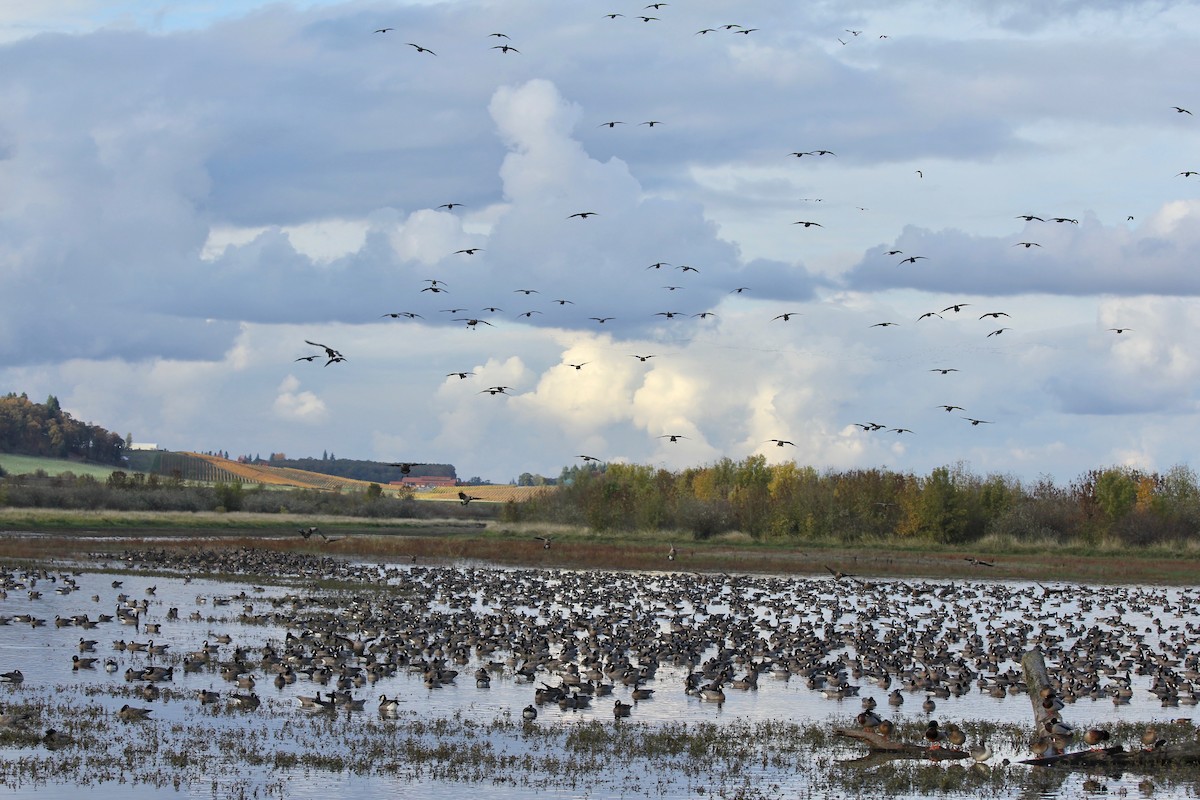 Cackling Goose - ML644286279