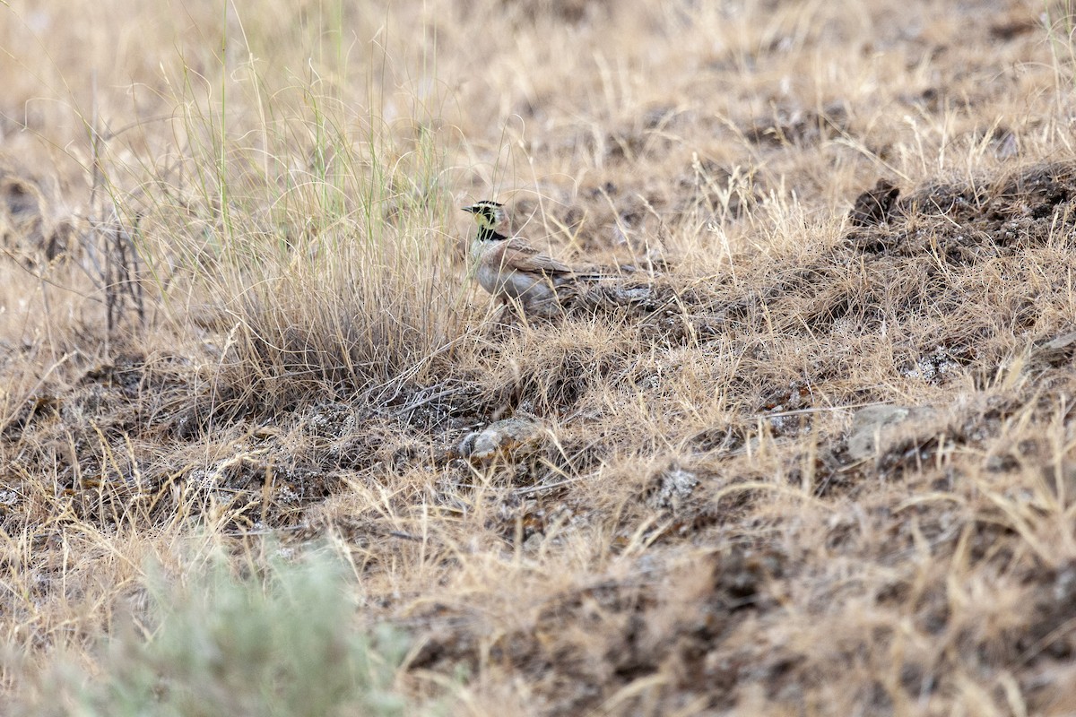 Alondra Cornuda - ML644286282