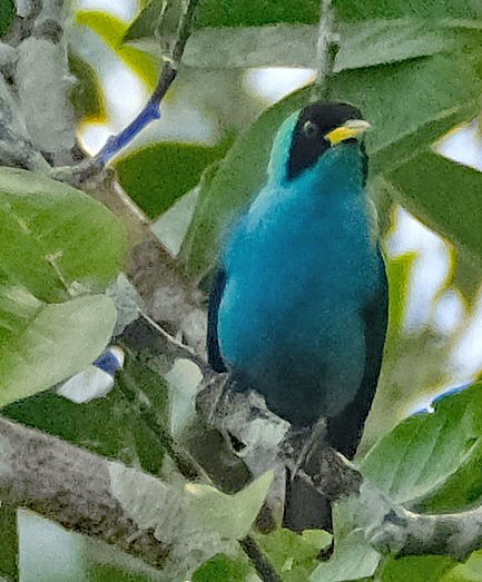 Green Honeycreeper - ML644286293