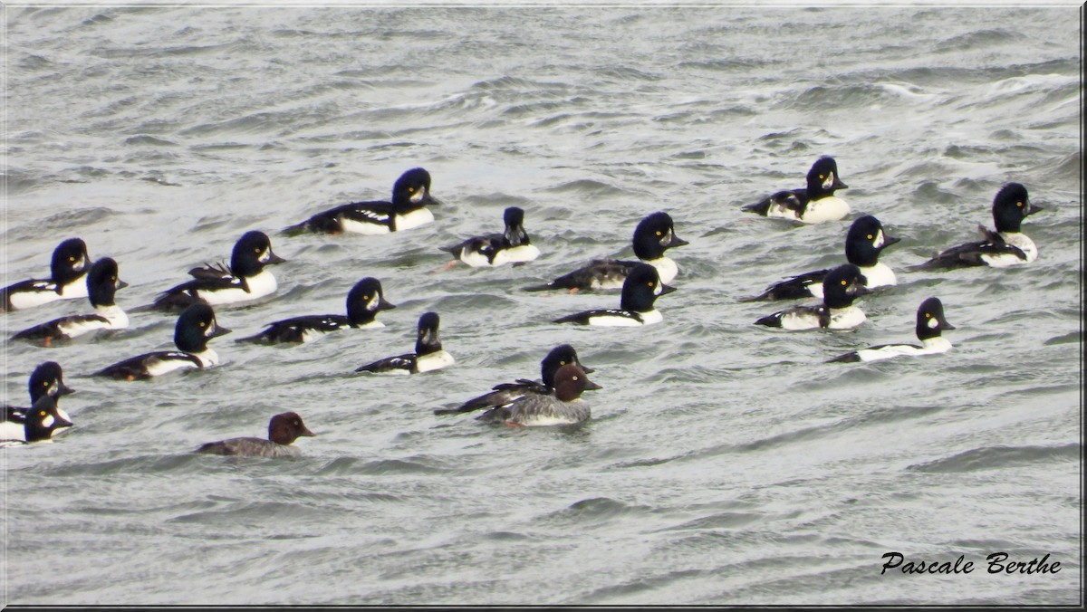 キタホオジロガモ - ML644286297