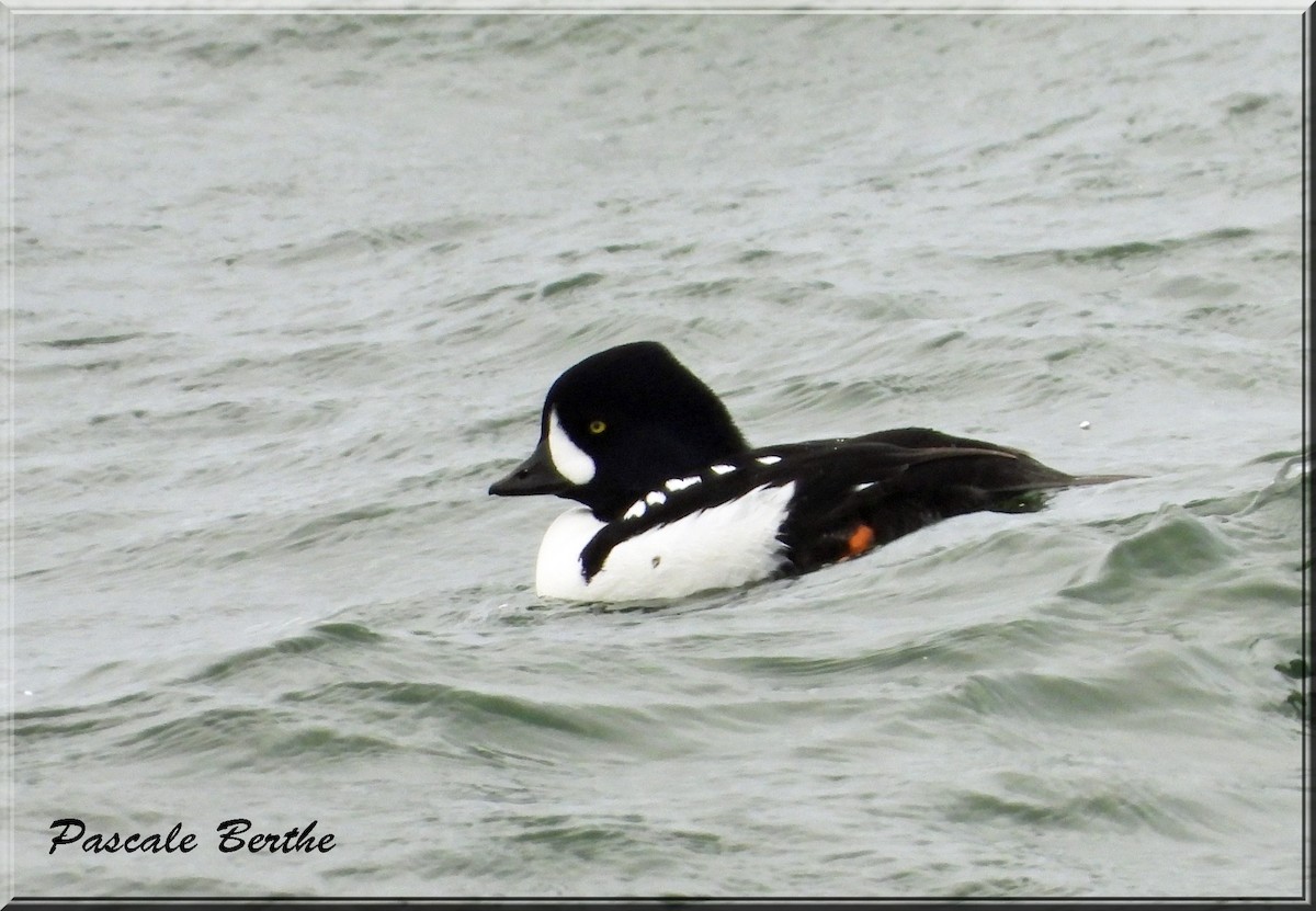 キタホオジロガモ - ML644286298