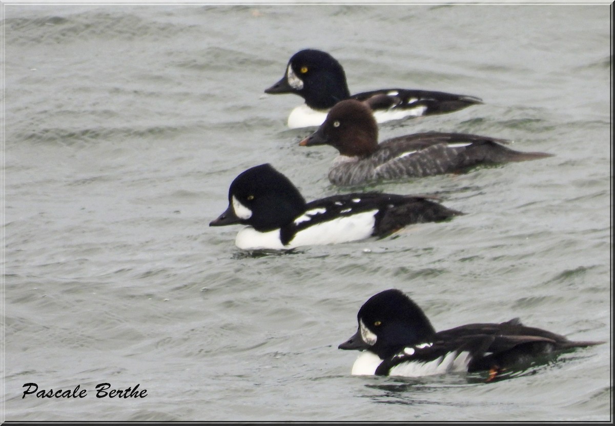 キタホオジロガモ - ML644286299