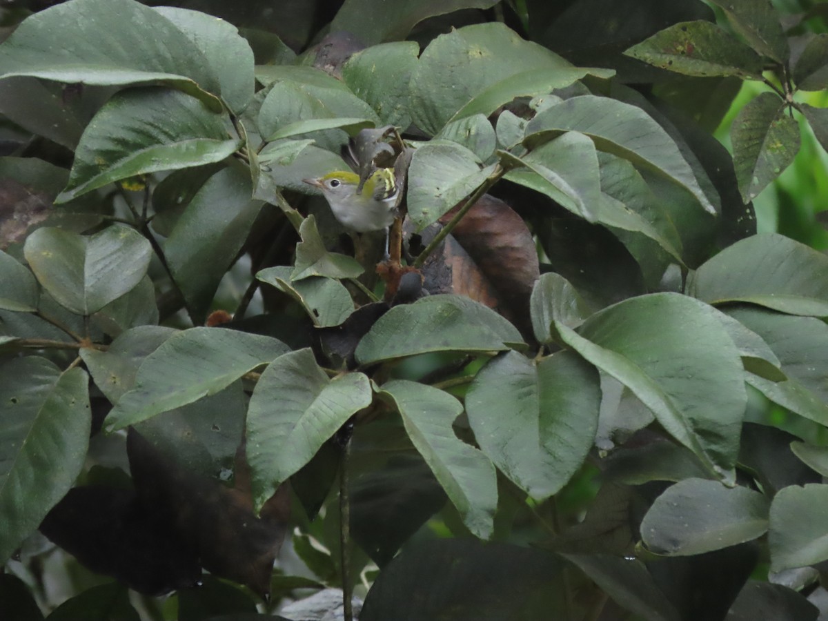 Chestnut-sided Warbler - ML644286301