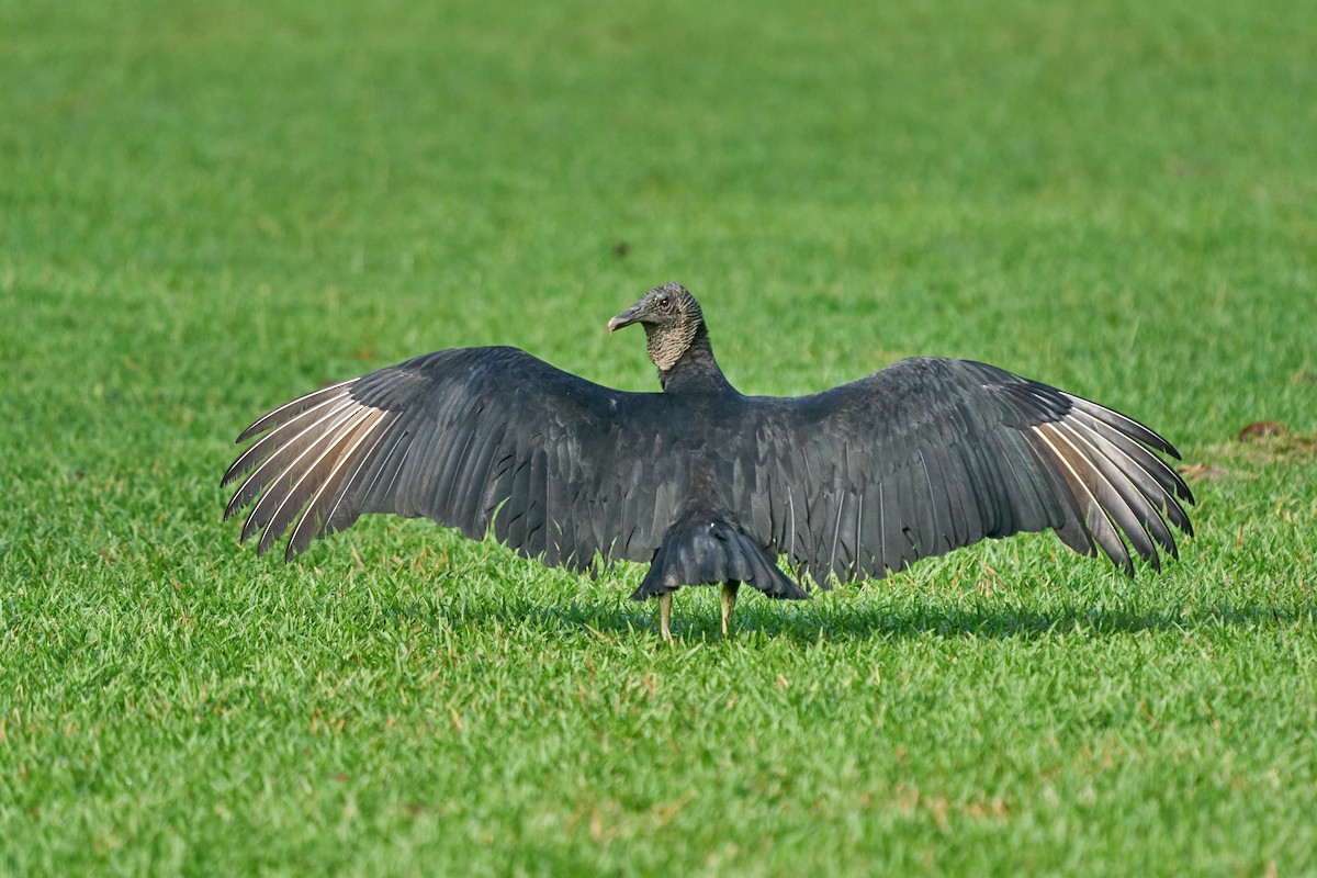 Black Vulture - ML644286308