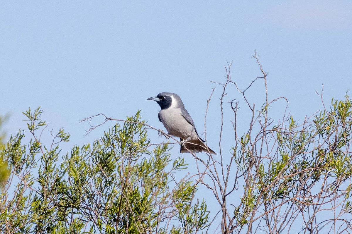 Masked Woodswallow - ML644286311
