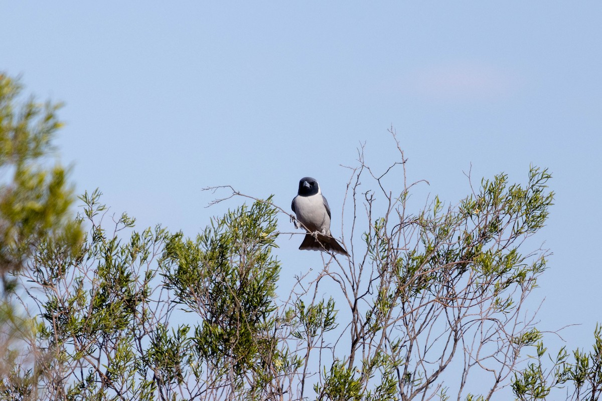 Masked Woodswallow - ML644286312