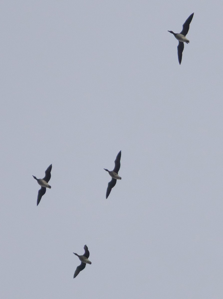 Brant (Pale-bellied) - ML644286313