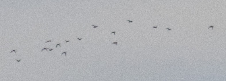 Brant (Pale-bellied) - ML644286315