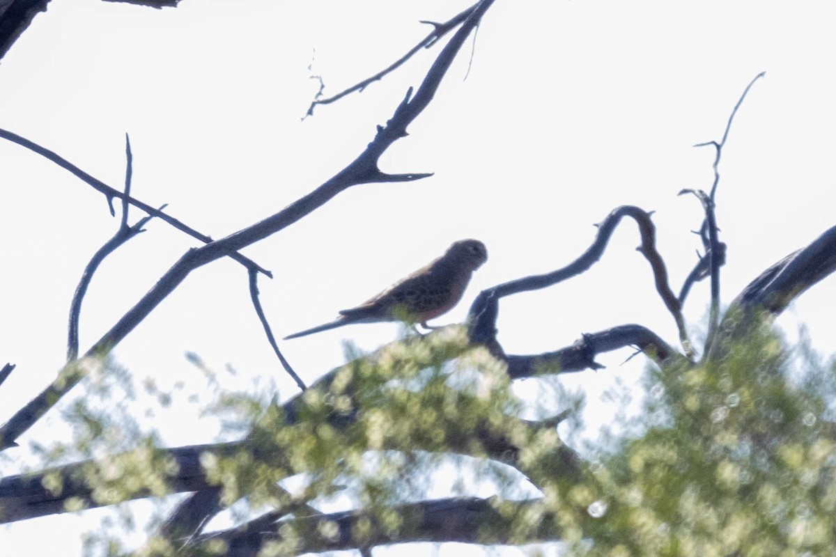 Bourke's Parrot - ML644286317