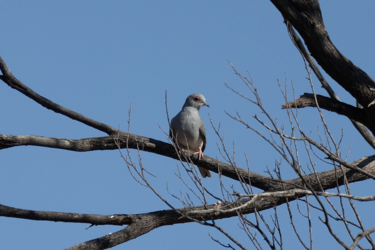Diamond Dove - ML644286331