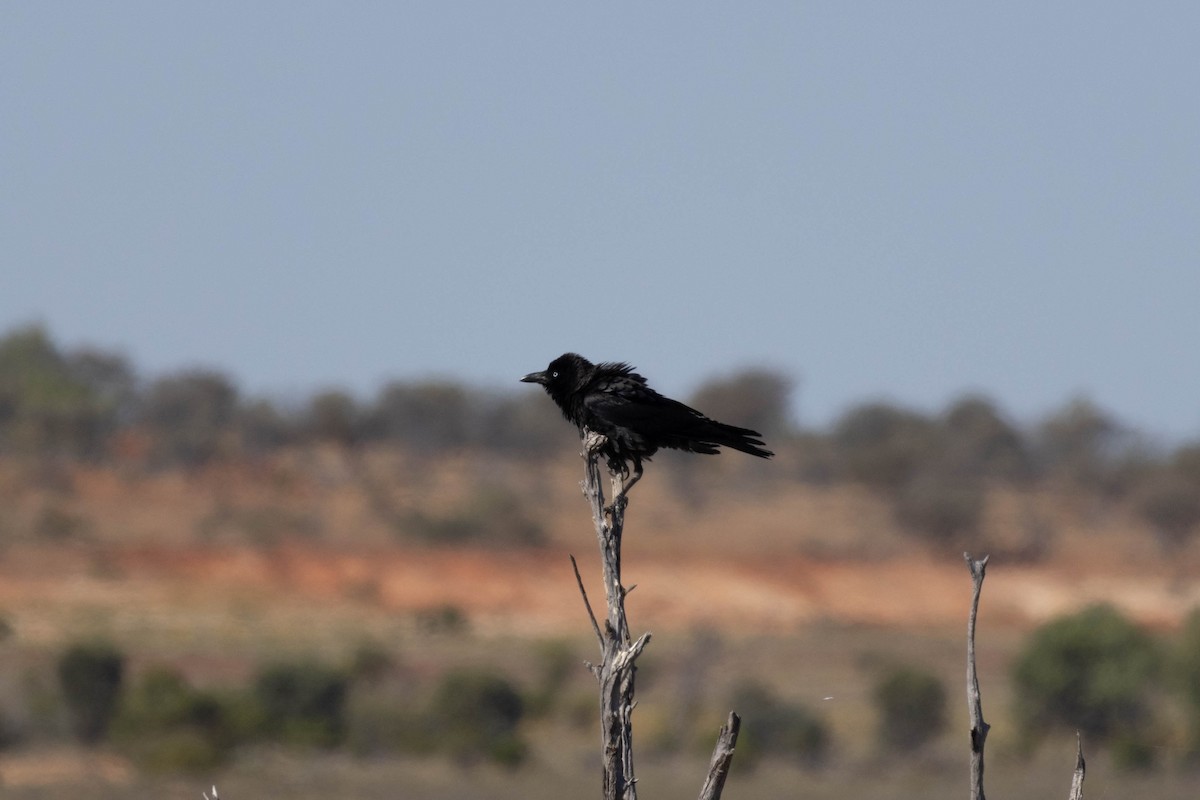 Little Crow - ML644286336