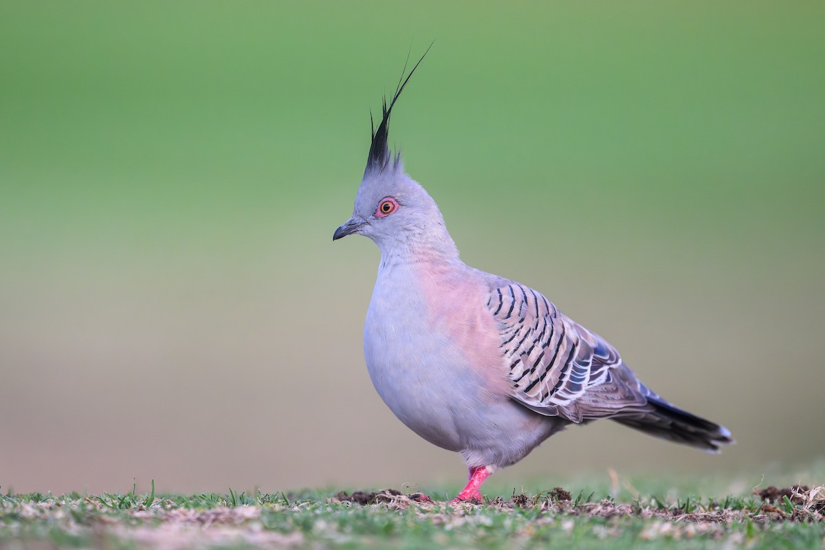 Spitzschopftaube - ML644286339