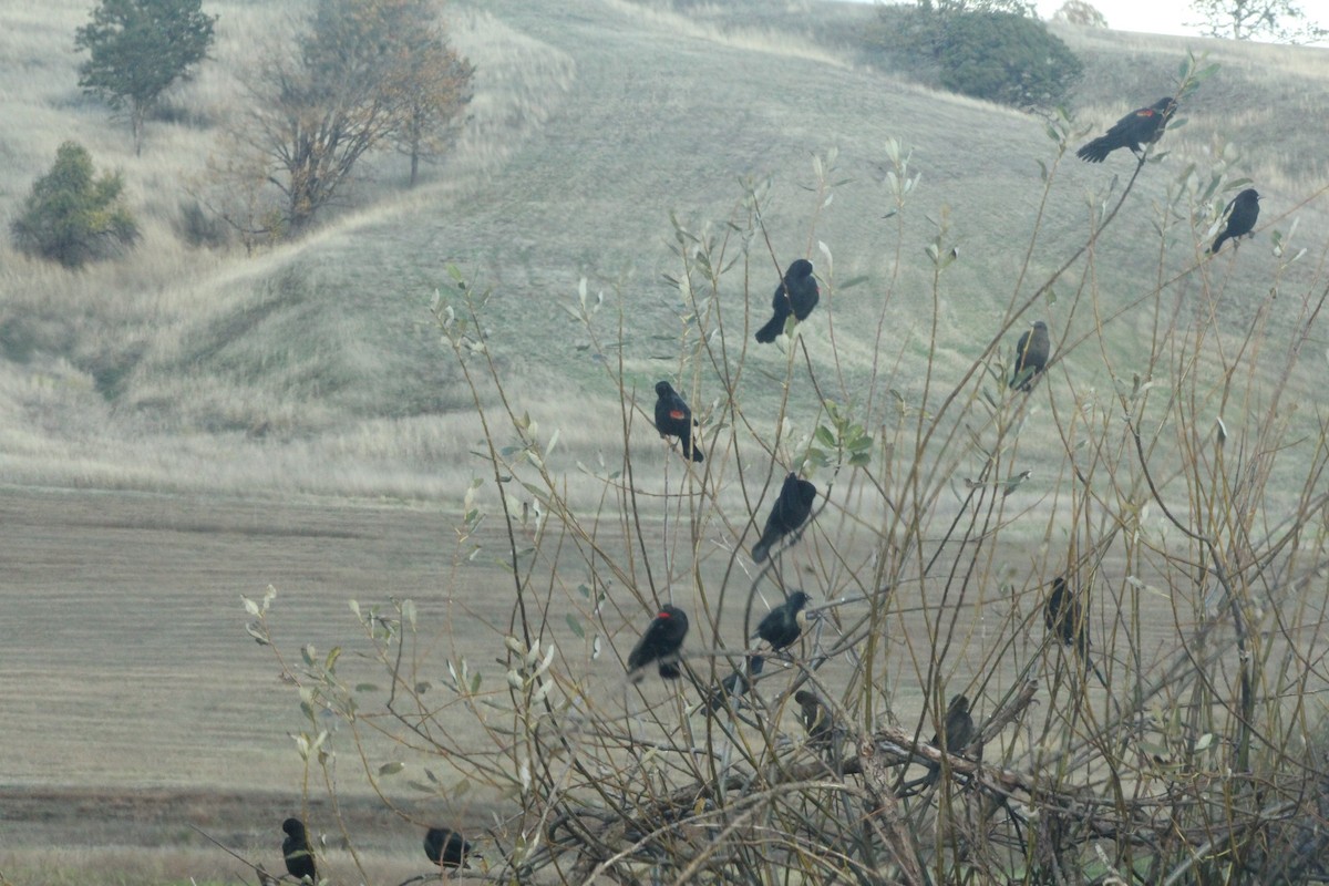 Red-winged Blackbird - ML644286340