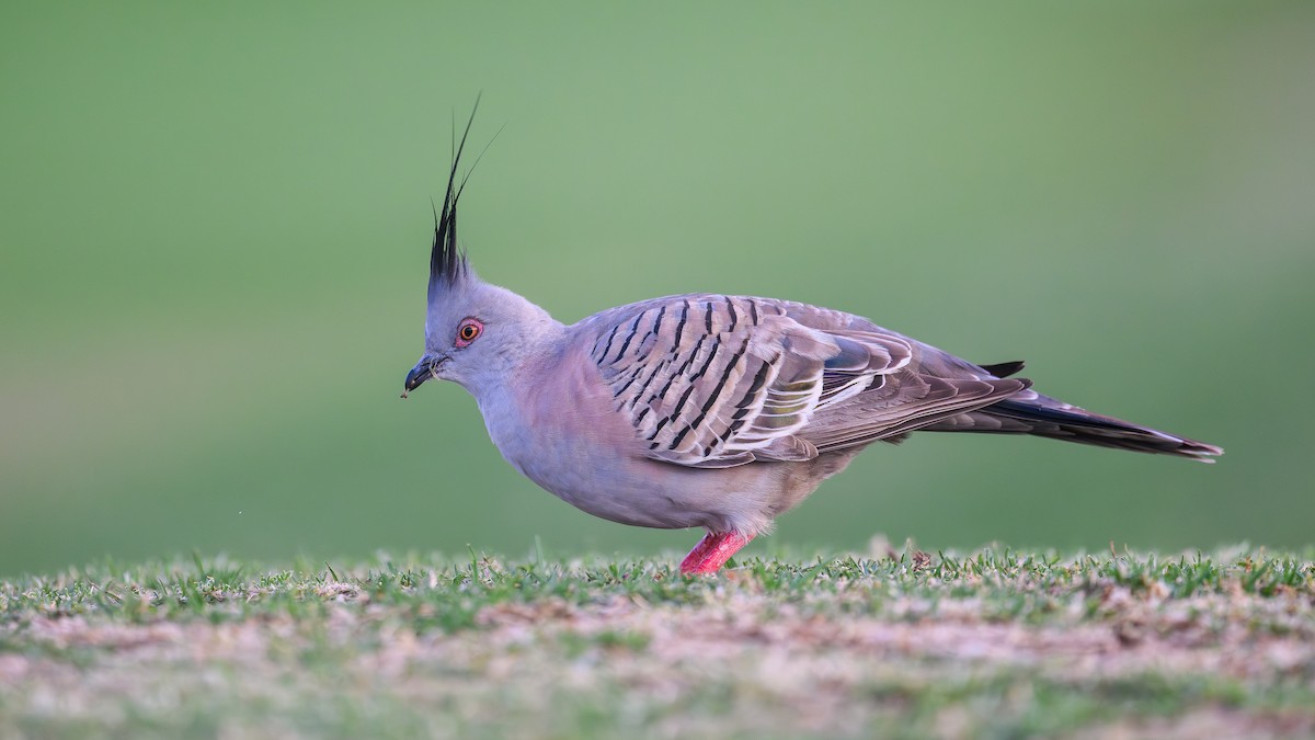 Spitzschopftaube - ML644286341