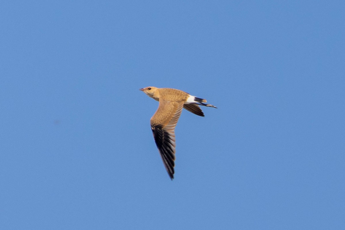 Australian Pratincole - ML644286347
