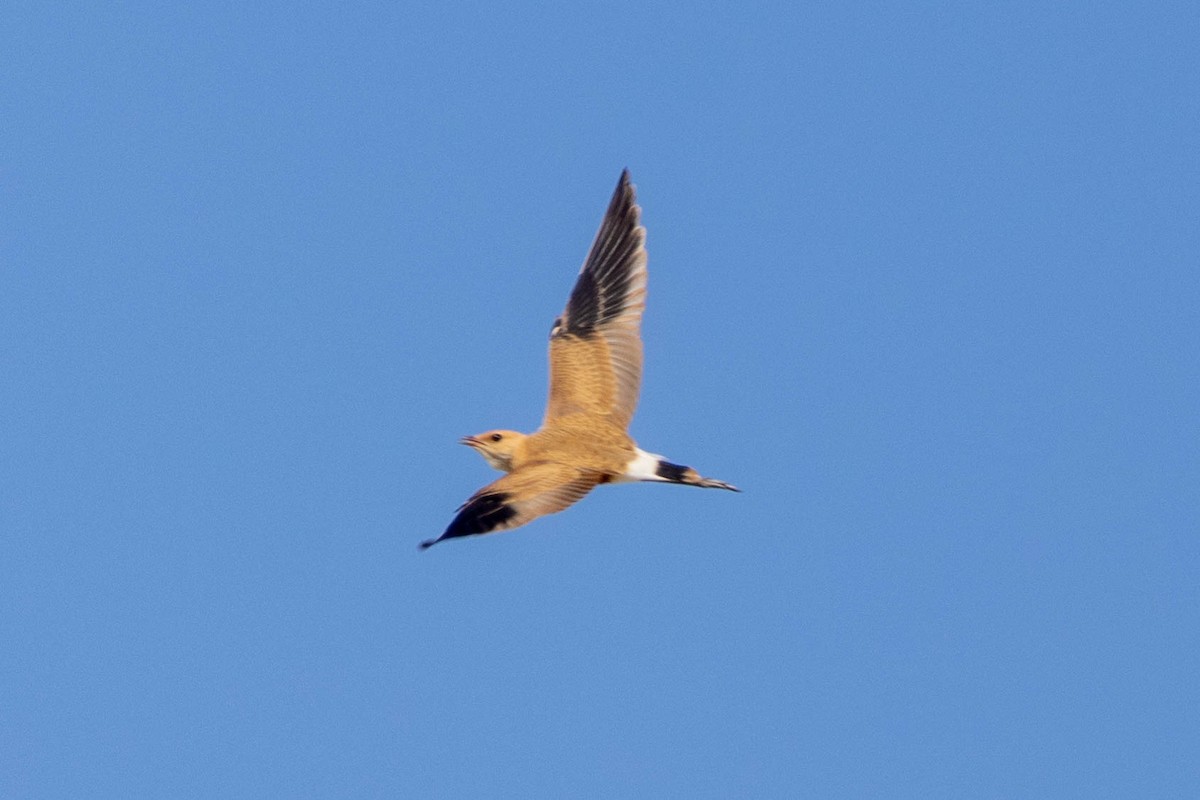 Australian Pratincole - ML644286348