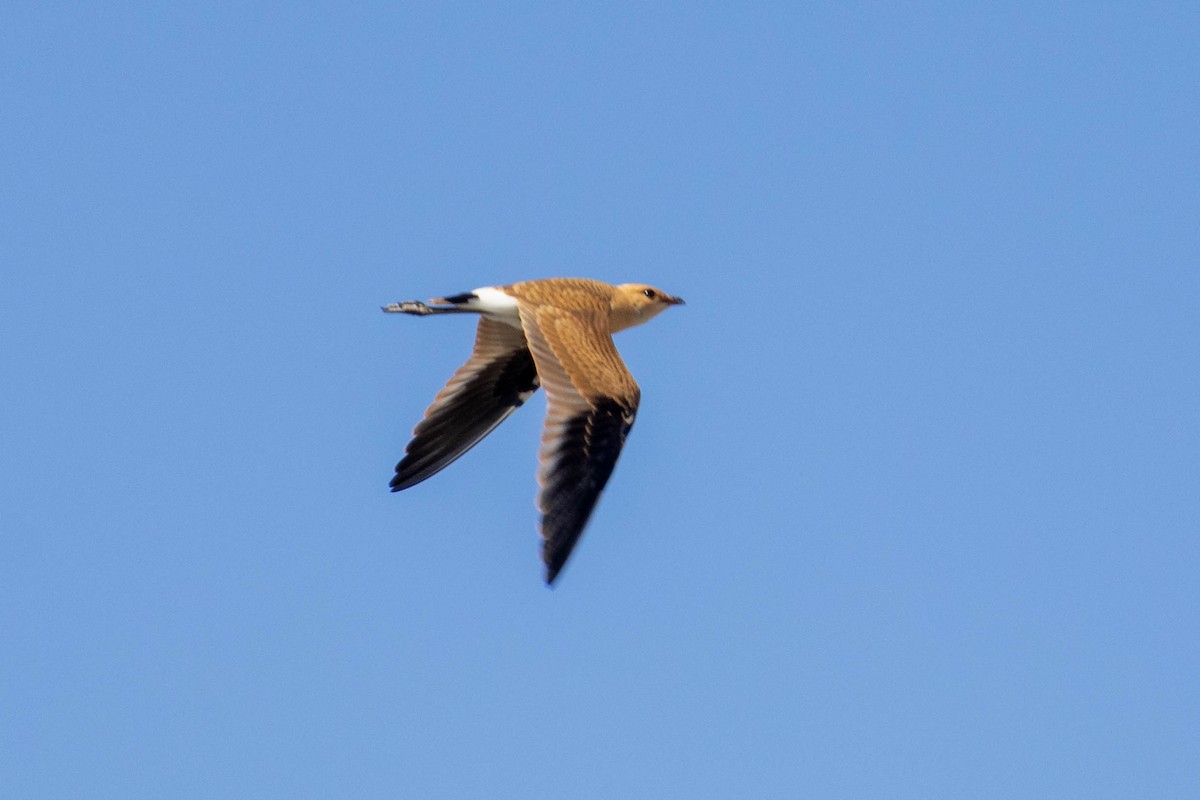 Australian Pratincole - ML644286349