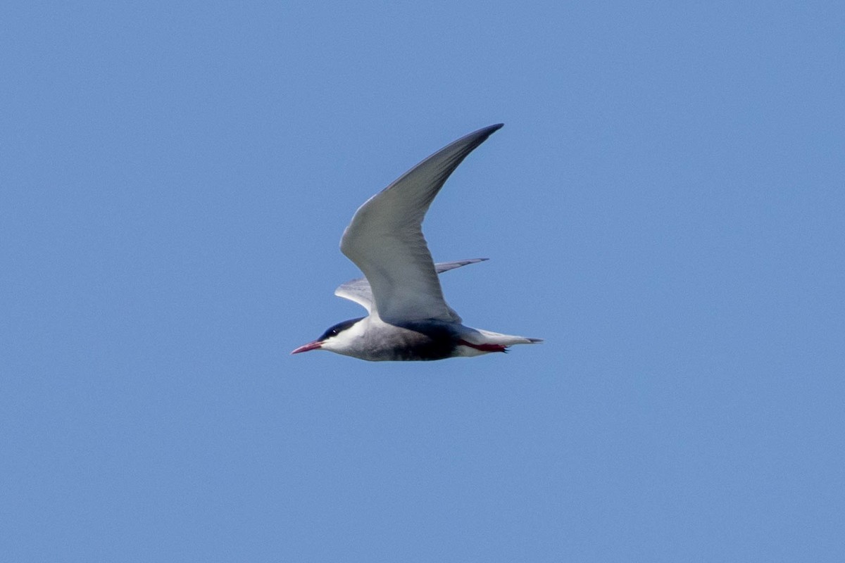 Mignattino piombato - ML644286352